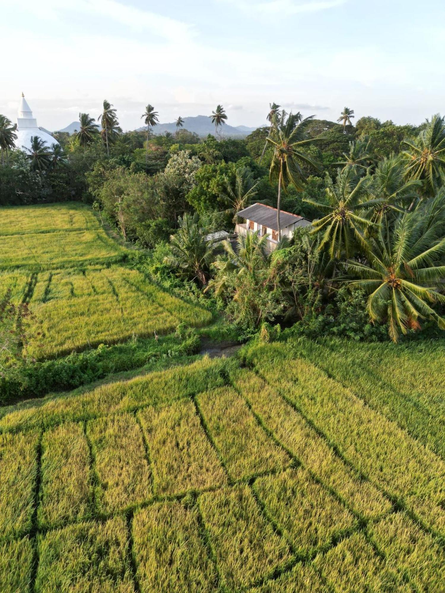 Viveka Inn Guest And Yala Safari Tissamaharama Kültér fotó