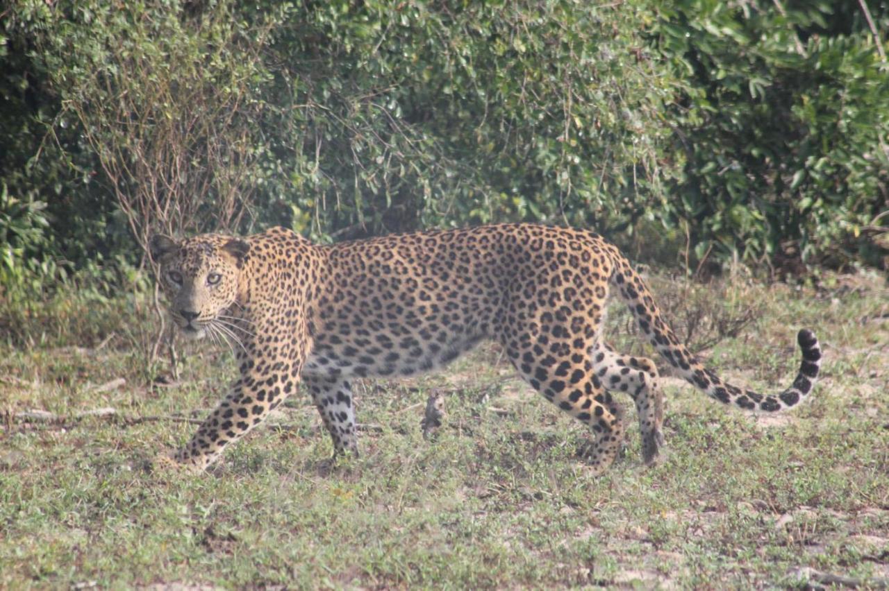 Viveka Inn Guest And Yala Safari Tissamaharama Kültér fotó