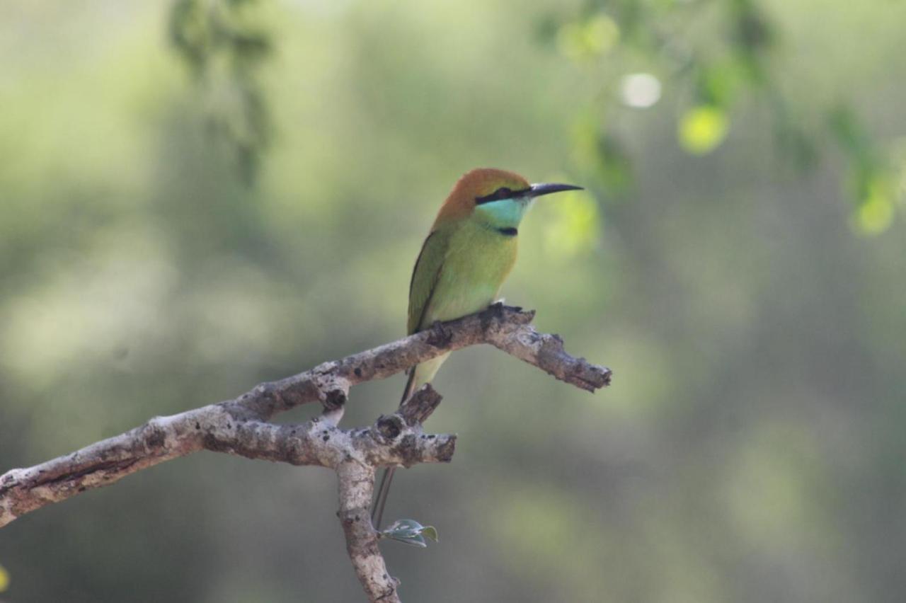 Viveka Inn Guest And Yala Safari Tissamaharama Kültér fotó