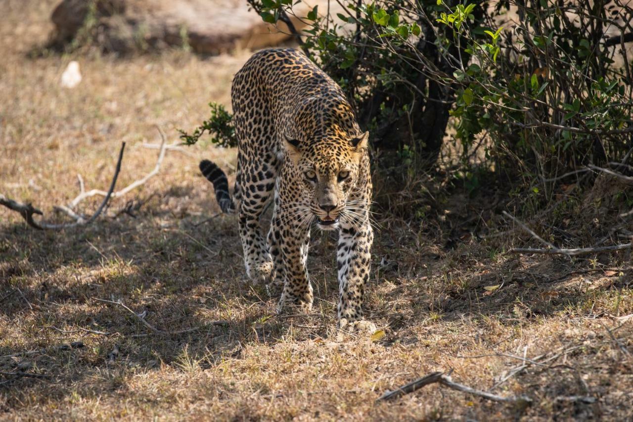 Viveka Inn Guest And Yala Safari Tissamaharama Kültér fotó